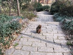 -苏州上方山国家森林公园