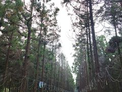 -东平国家森林公园