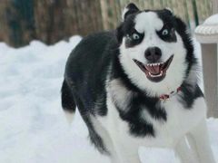 -Husky Go! 哈士奇体验馆·宠物咖啡厅狗咖
