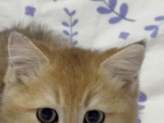 -欣宠猫屋·矮脚拿破仑·蓝金金渐层