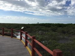 -北海金海湾红树林生态旅游区