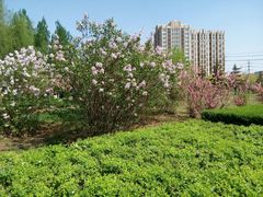 android_upload_pic-长春公园(普阳街道)