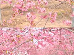 -天适樱花悠乐园