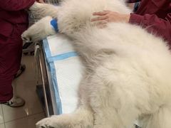 -瑞派福兴宠物医院犬猫全科·骨科·中西医结合(河东店)