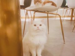 -飞行喵MR PILOT|猫舍·猫咖(静安大融城店)