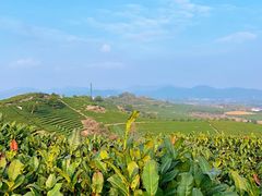 -龙坞茶村