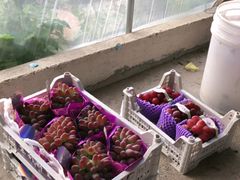 -马陆小张葡萄园农家乐