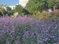 -春花秋色城市公园