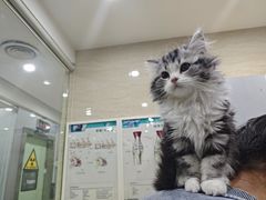 -瑞派天使宠物医院·神经外科·骨科·核磁CT(洛川中路店)