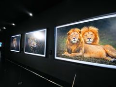 -罗红摄影艺术馆