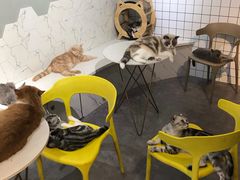 -猫房·猫吧·猫咖(龙湖时代汇店)