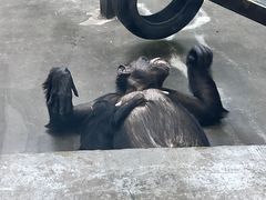 -上海野生动物园