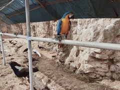 -西霞口神雕山野生动物世界