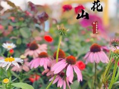-莲花山公园