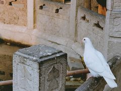 -西安大兴善寺
