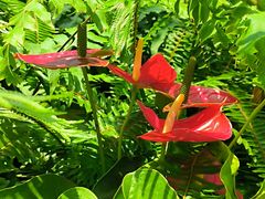 -国家植物园南园