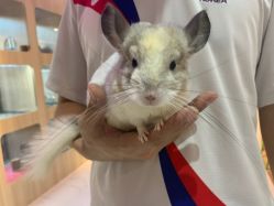 -Moni星球萌宠·小马宝莉·灵蛇·高端高阶全萌宠互动体验俱乐部(红豆国际广场店)