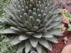 -正佳雨林生态植物园