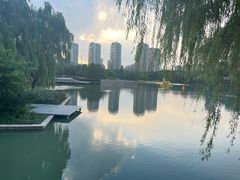 -青枫公园