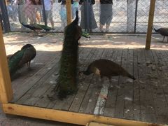 -长白岛森林公园