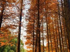 -艾溪湖湿地公园