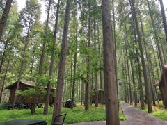 -黄海国家森林公园