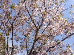 iphone_upload_pic-高东镇樱花园