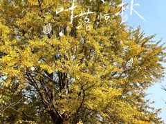 -上海共青森林公园