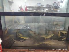 -肥鱼屯活鱼锅(惠工街店)