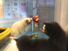 -1013 PET SHOP 宠物商店(近铁城市广场店)