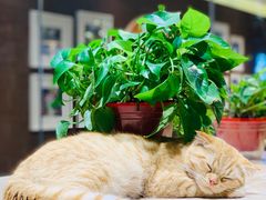 -藏猫猫咖啡主题馆(中央大道店)