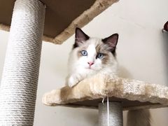 -猫大福·Fortune Cat猫舍(百子湾店)