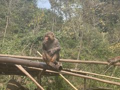 -西双版纳原始森林公园