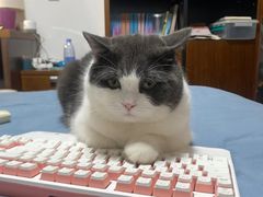 -艾贝尔宠物医院 ·内科全科(梁溪路店)