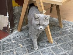 -猫岛主趣味餐厅(鼓浪屿店)