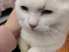-MOYOYO猫咪咖啡店