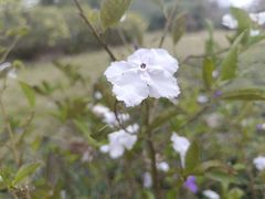 -南宁花花大世界景区