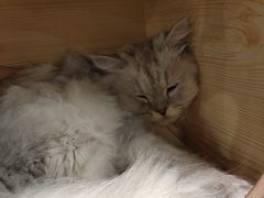 -猫友咖啡店(玉林西路店)