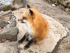 -宫城藏王狐狸村