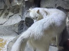 -海合安成都极地海洋公园