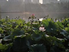 -龙头寺公园