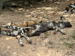 -大连森林动物园