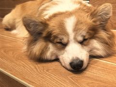 -和它·交个朋友·狗咖猫咖(爱琴海店)