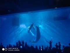 -芜湖新华联大白鲸海洋公园