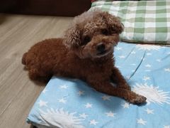 -美联众合动物医院·24h京西诊疗中心