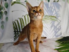 -天宠宠物医院24小时·急重症诊疗中心·全科·腔镜特色(和平分院)