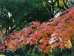 -上海滨江森林公园