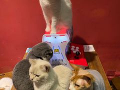 -猫色咖啡·猫咖