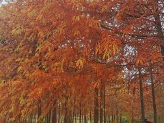 -上海海湾国家森林公园