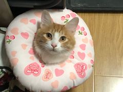 -伟伟宠物医院·瑞派猫友好医院·猫科(光谷店)